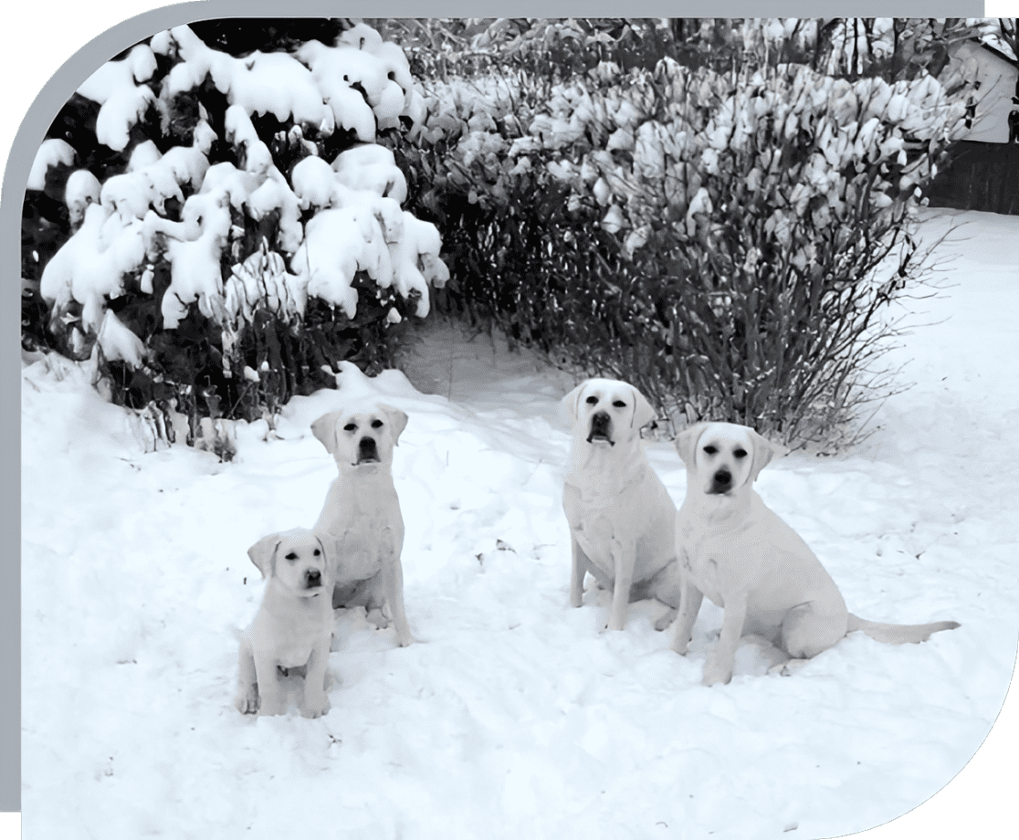 Four white puppies sitting on snow in a winter scene.