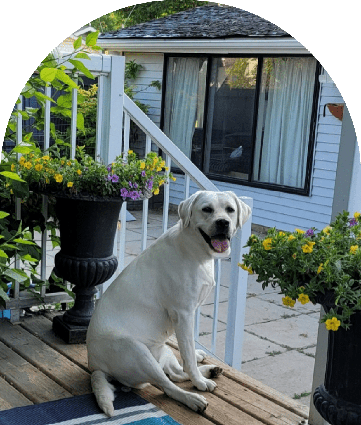 Happy dog sitting on porch with flowers.