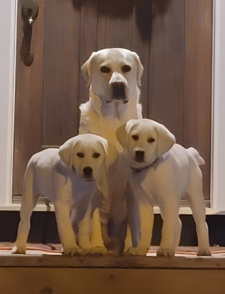 Two Labrador puppies standing in front of an adult Labrador indoors.