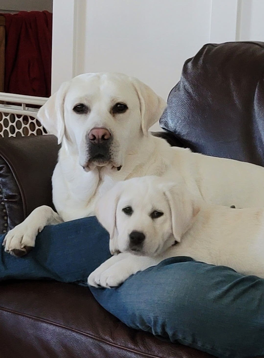 White dogs cuddling on a leather couch.