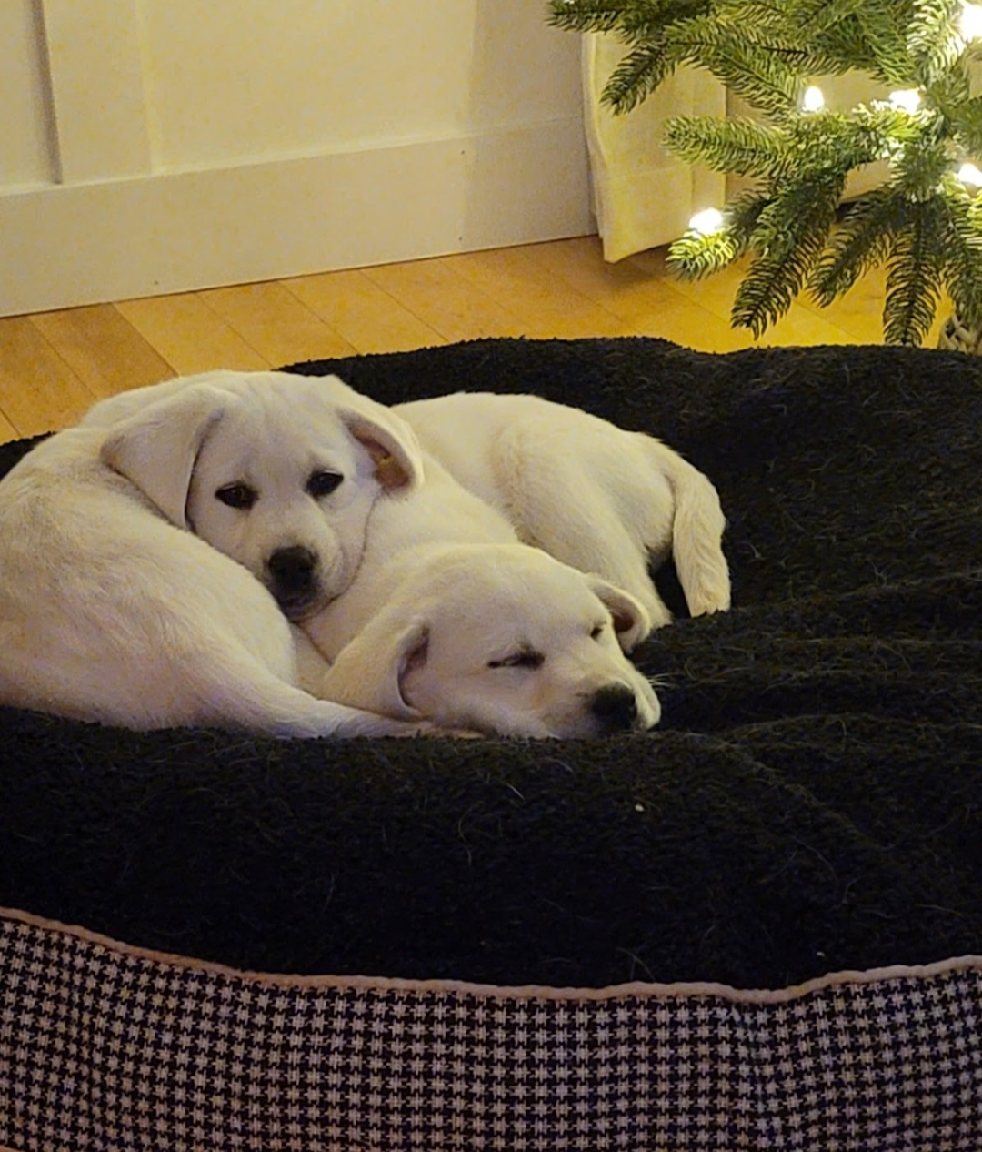 Puppies cuddling on a dog bed indoors.