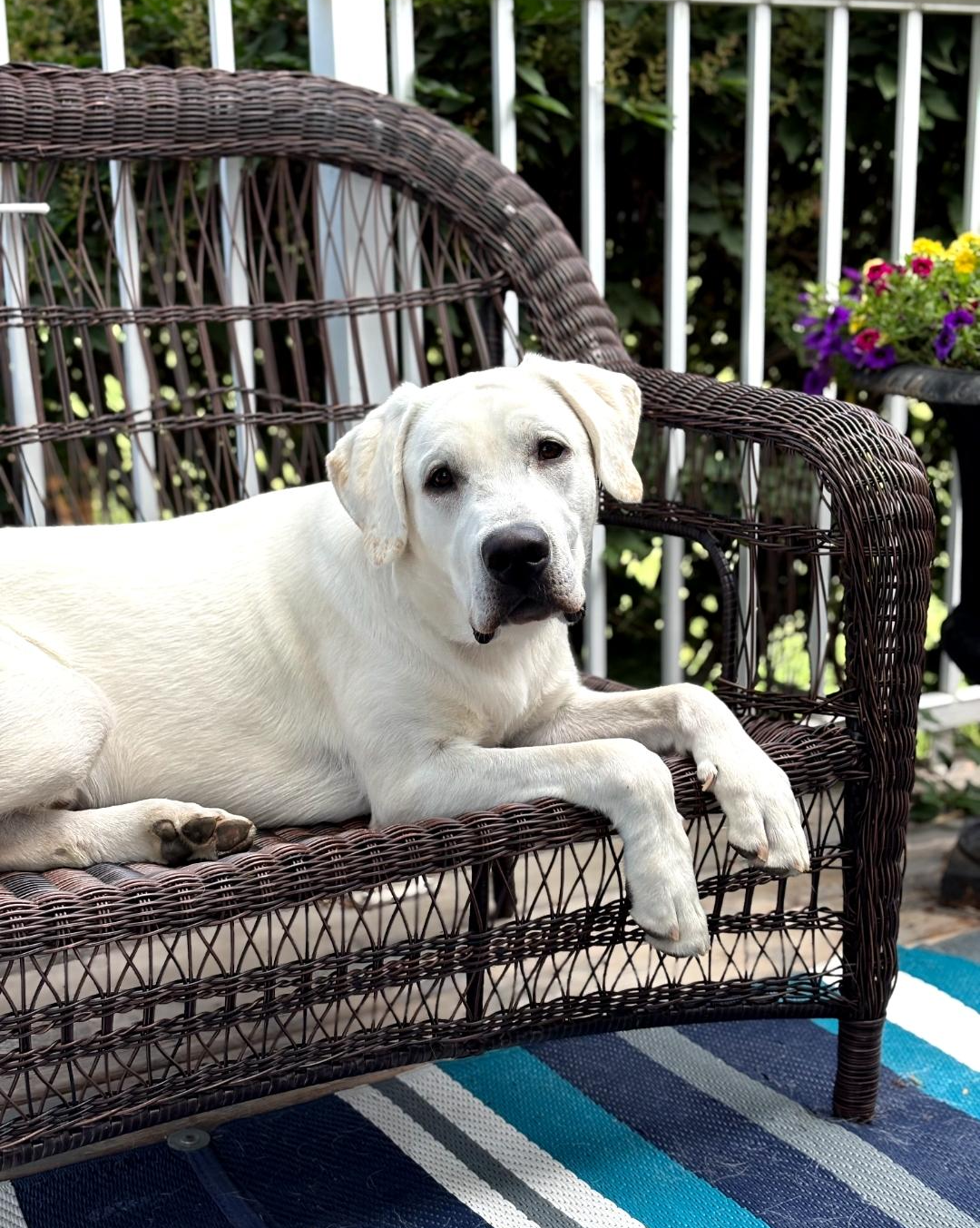 White dog lounging on wicker bench outside.