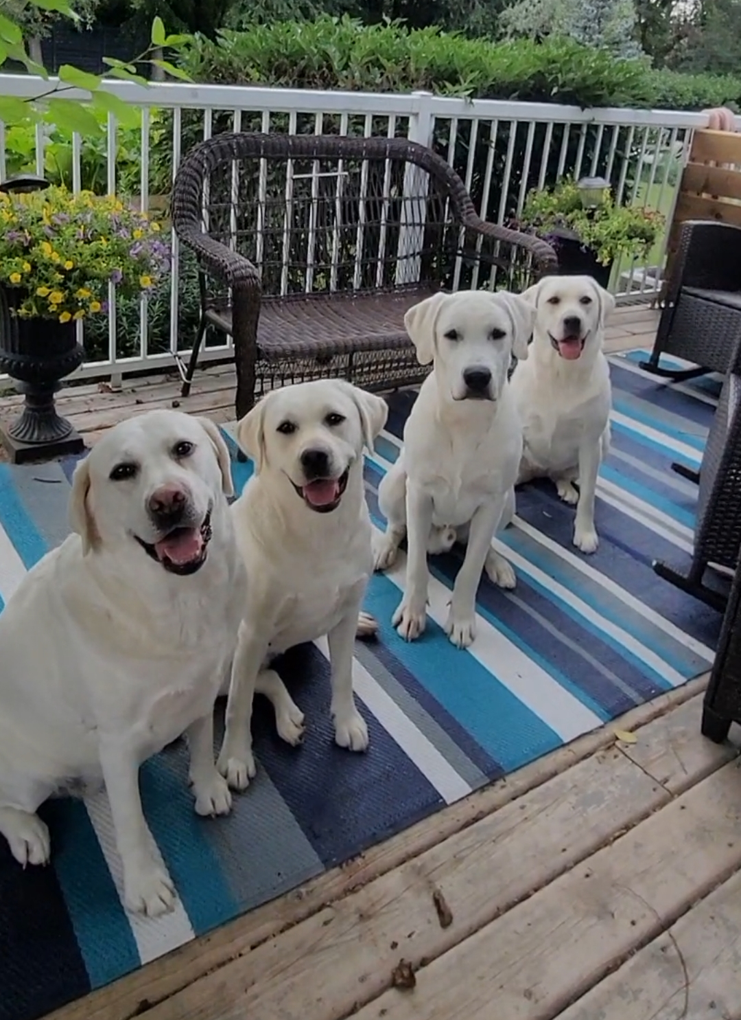 Four white dogs sitting on deck rug.