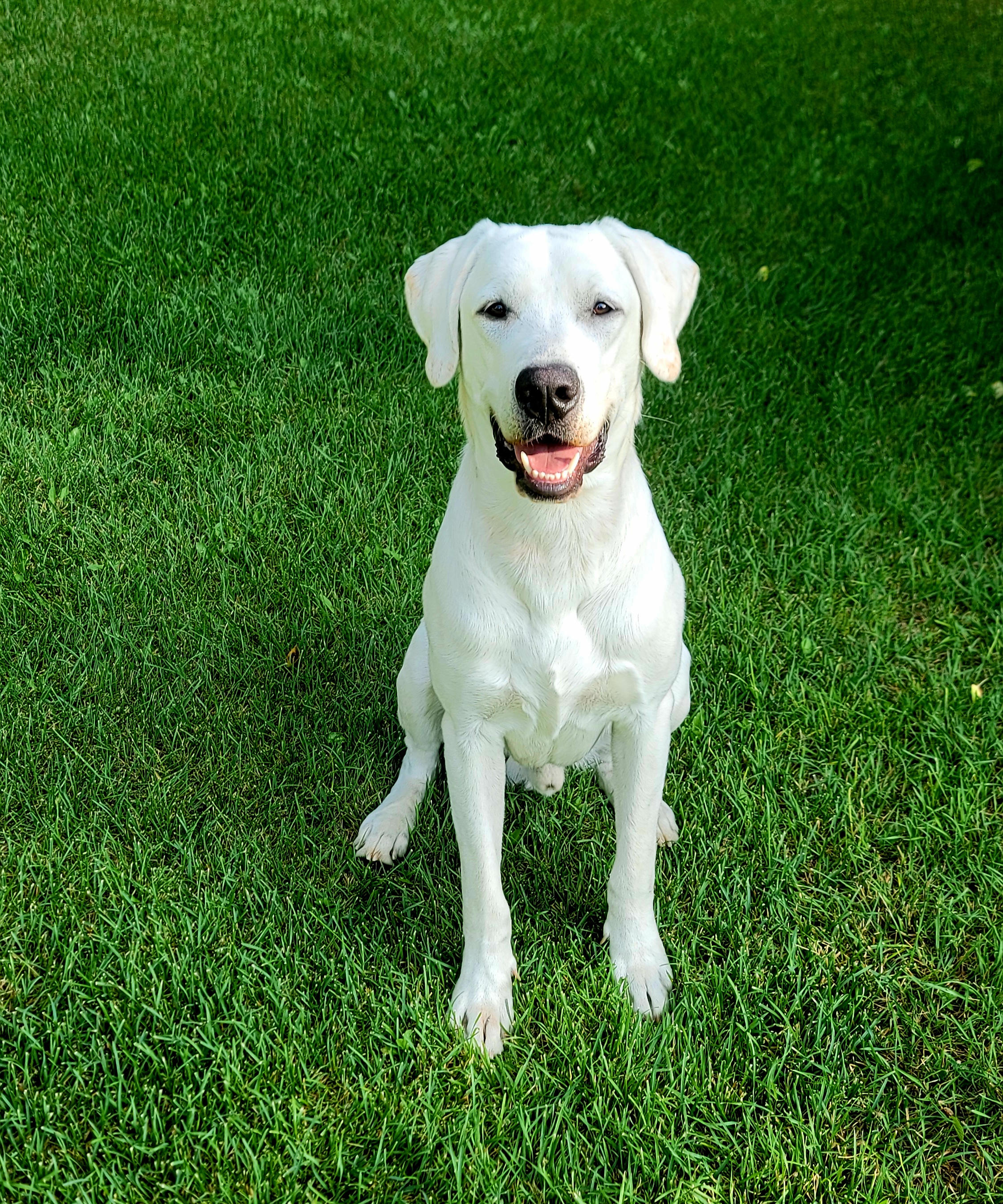 White dog sitting on green grass.