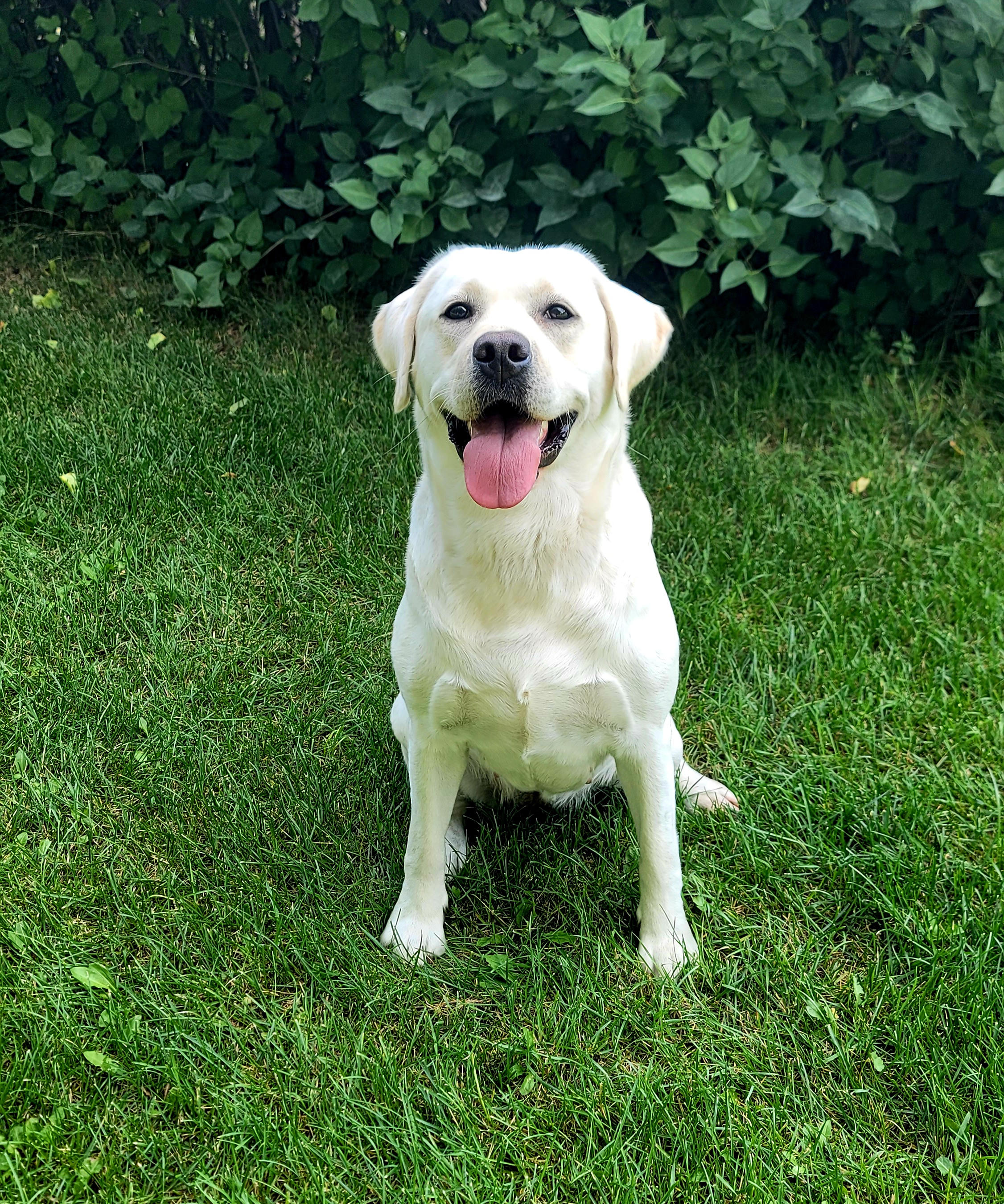 Happy Labrador sitting on green grass.
