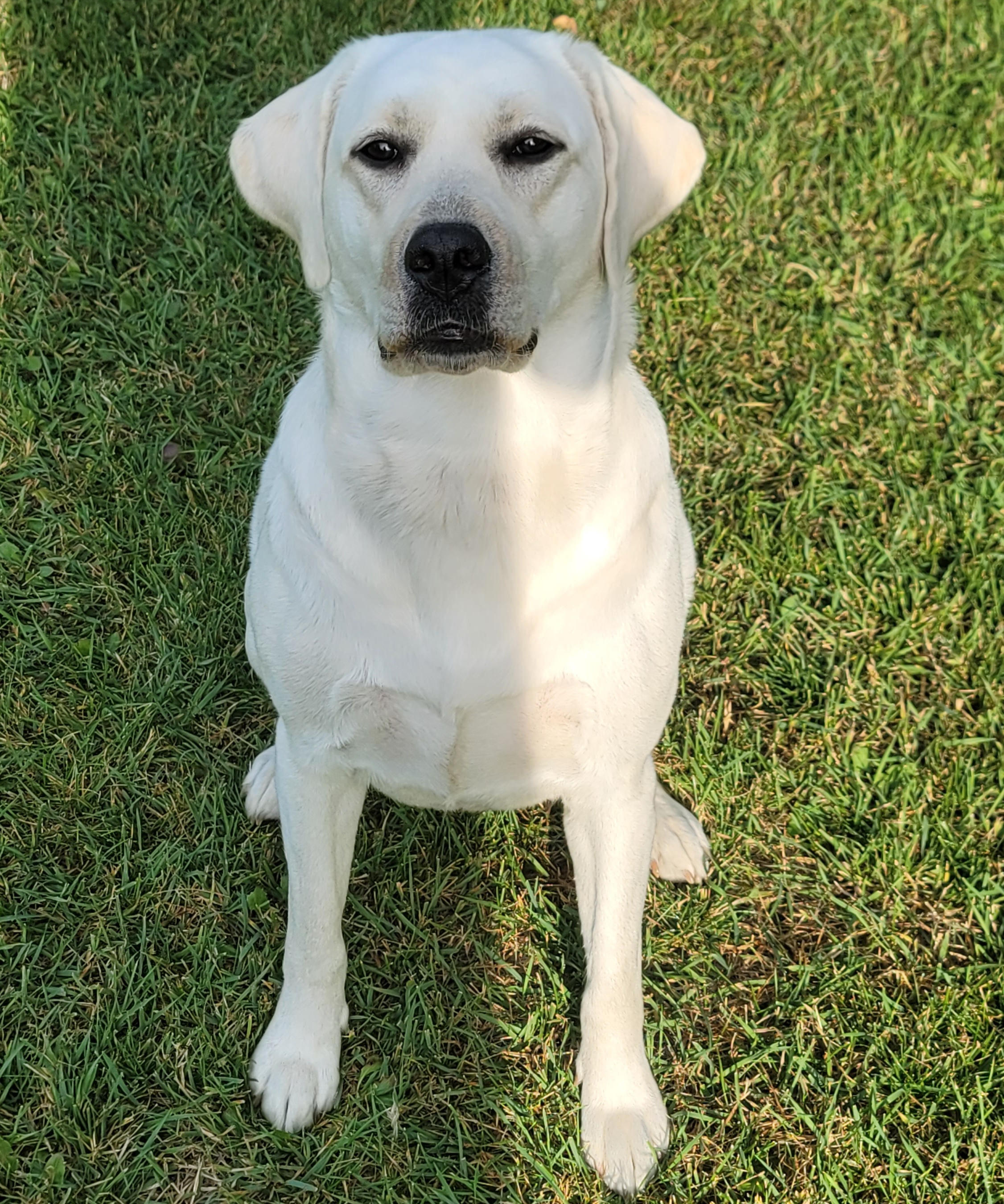 White Labrador sitting on green grass.