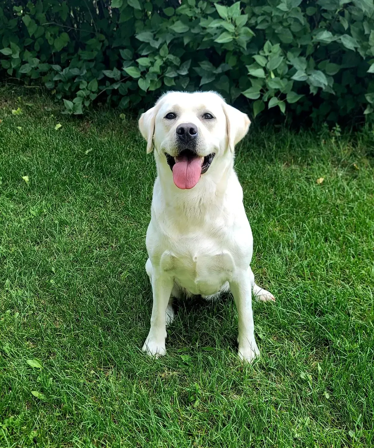 Happy Labrador sitting on green grass.
