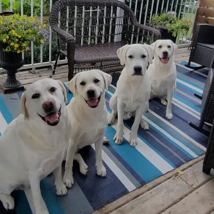 Four white dogs sitting on deck rug.